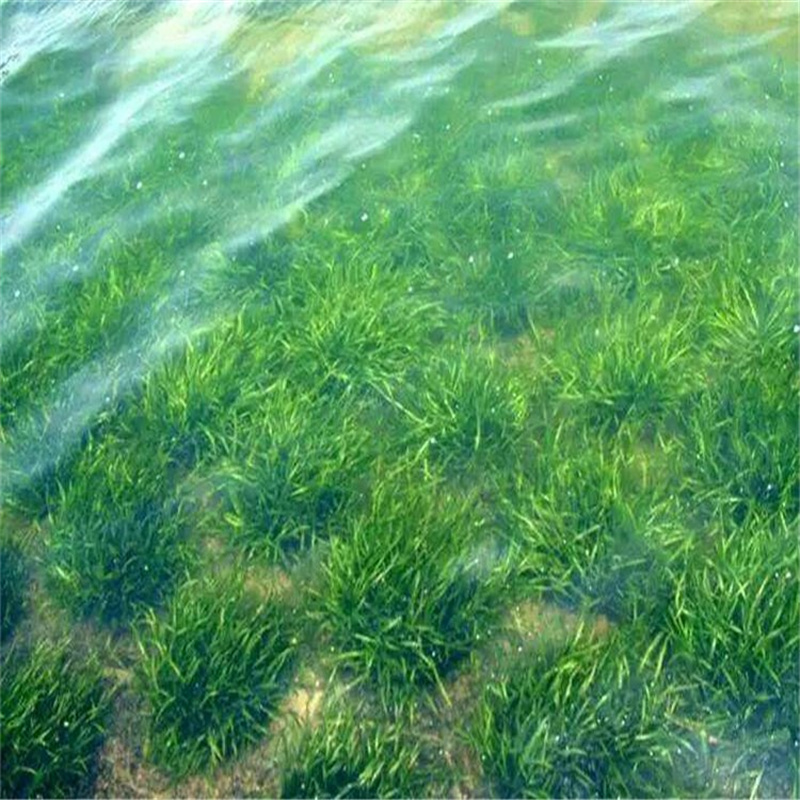 石家庄井陉矿微齿眼子菜厂家发货及时