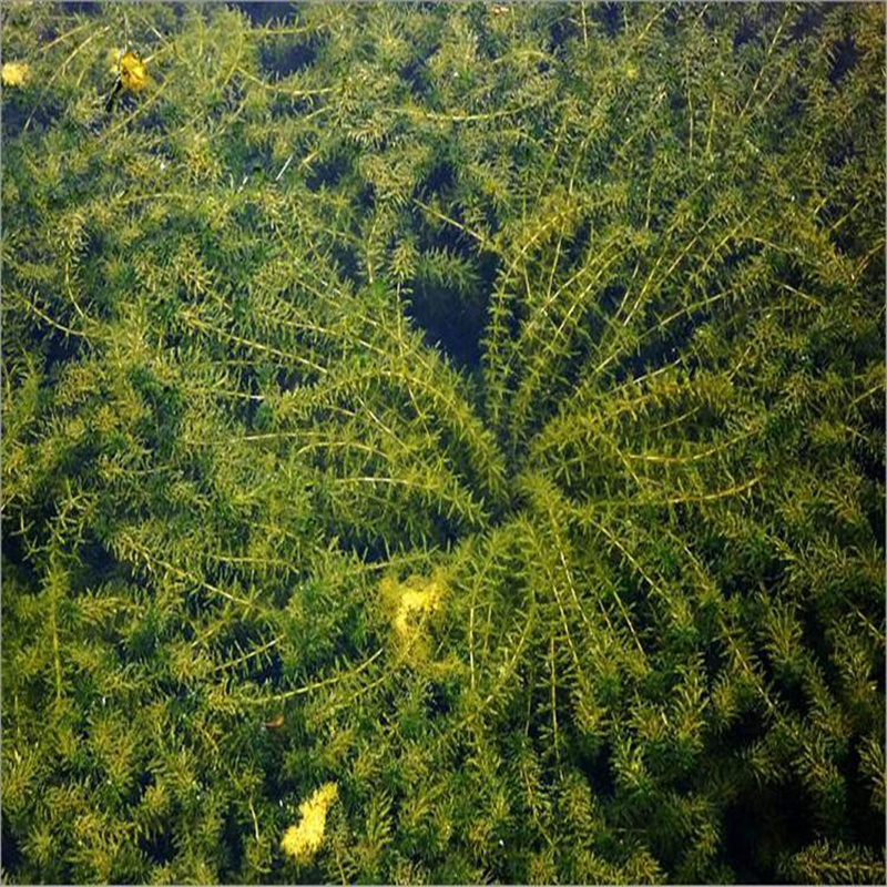 汕头金平做威齿眼子菜的厂家