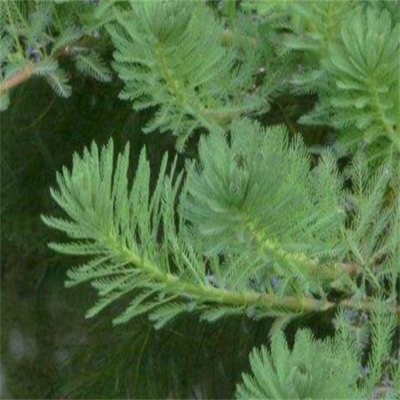 杉叶藻低价保真