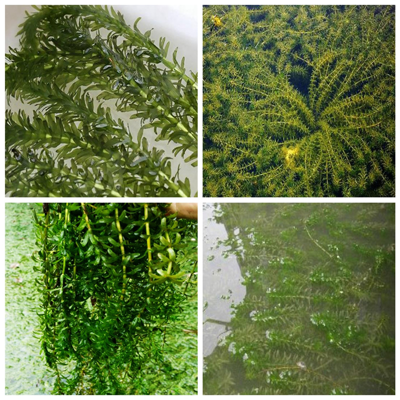 武汉新洲菹草公司-价格