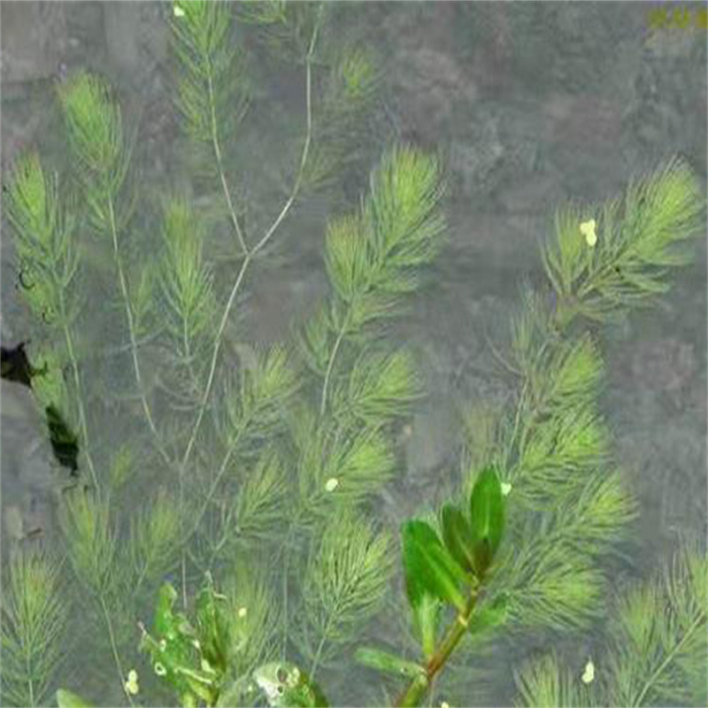 价格低的韶关新丰沉水植物供应商