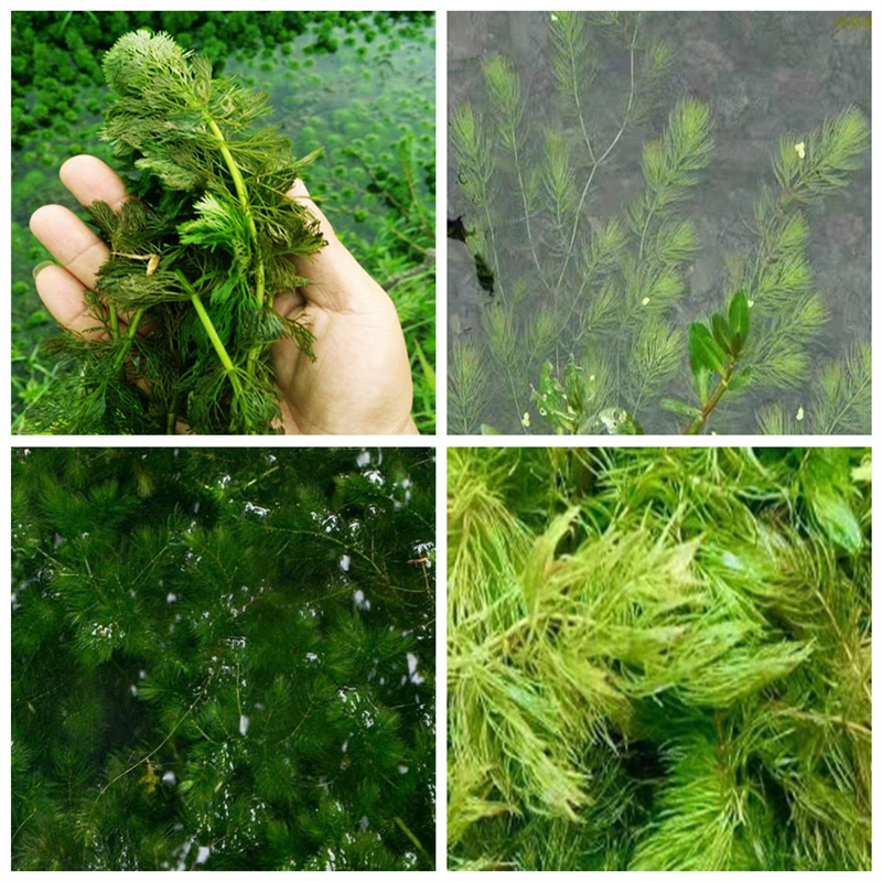 2025质优价廉#临沂平邑马来眼子菜制造商#来图定制