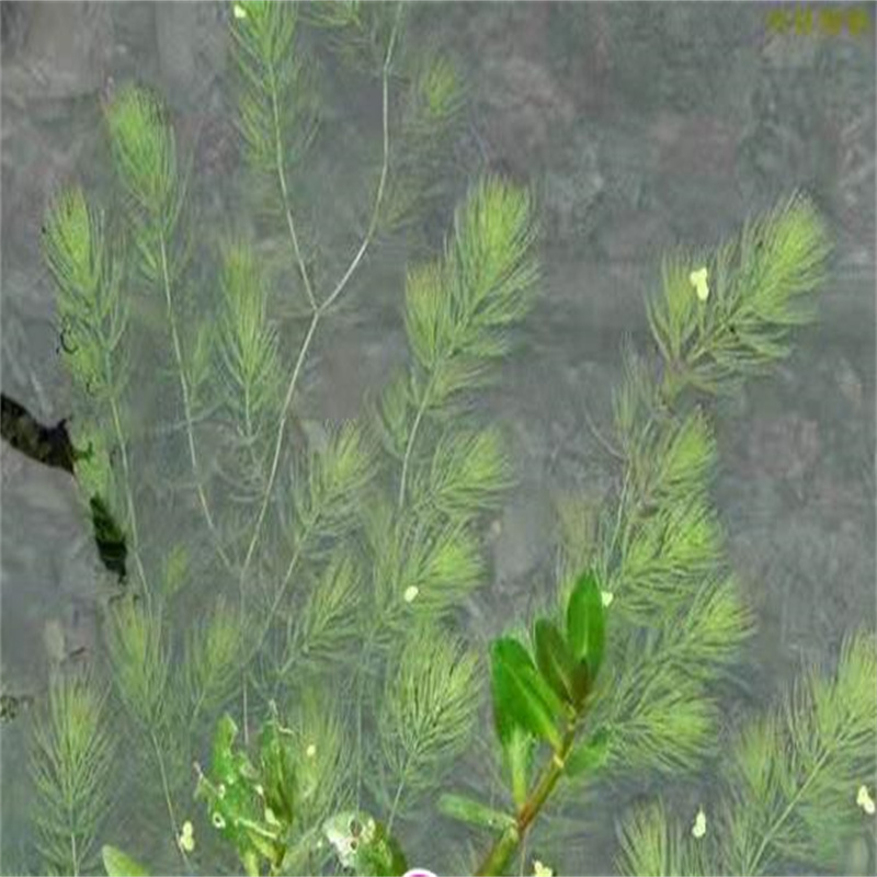 莱芜狸藻加工销售