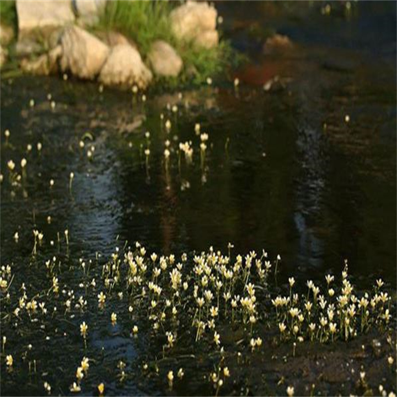 衡水武邑马来眼子菜、马来眼子菜生产厂家-发货及时