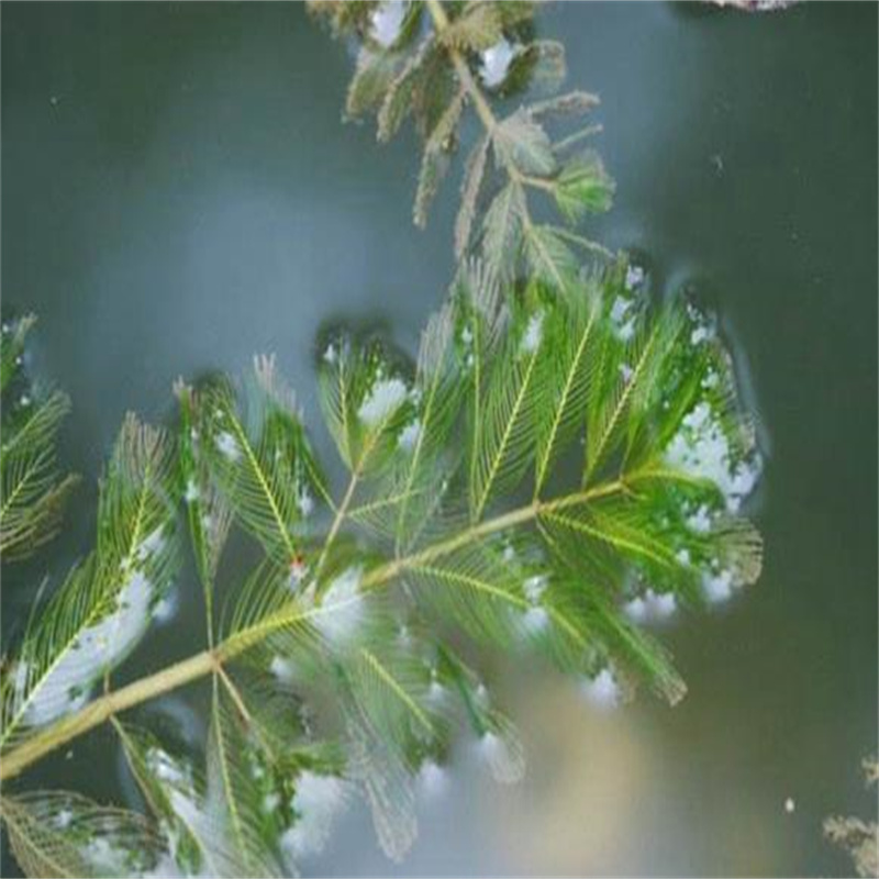 周口川汇马来眼子菜距您较近