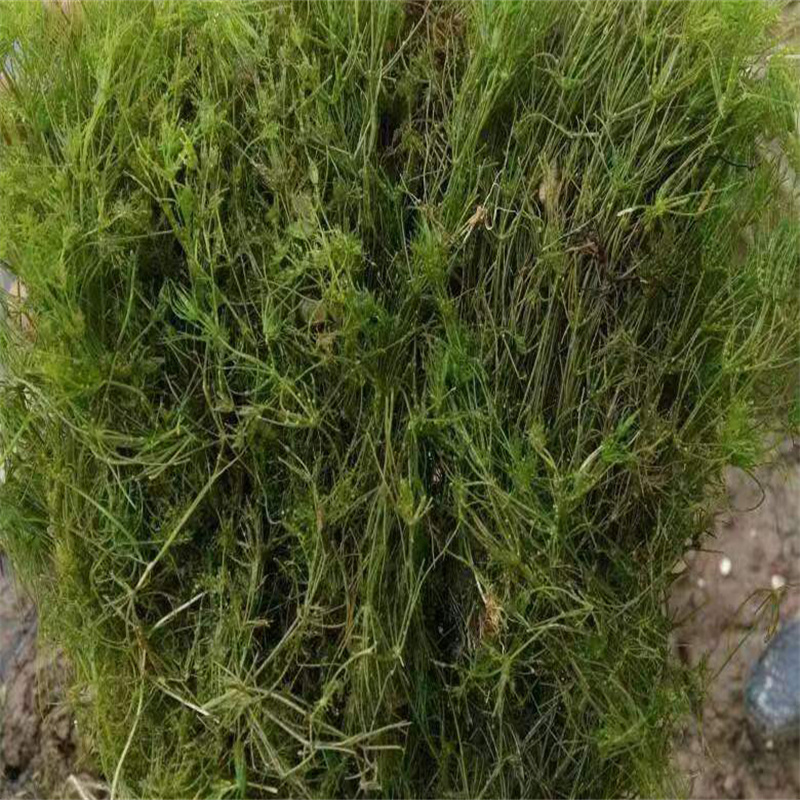 临沧凤庆靠谱的马来眼子菜供货商