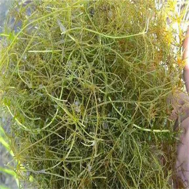 沧州河间定制小茨藻公司