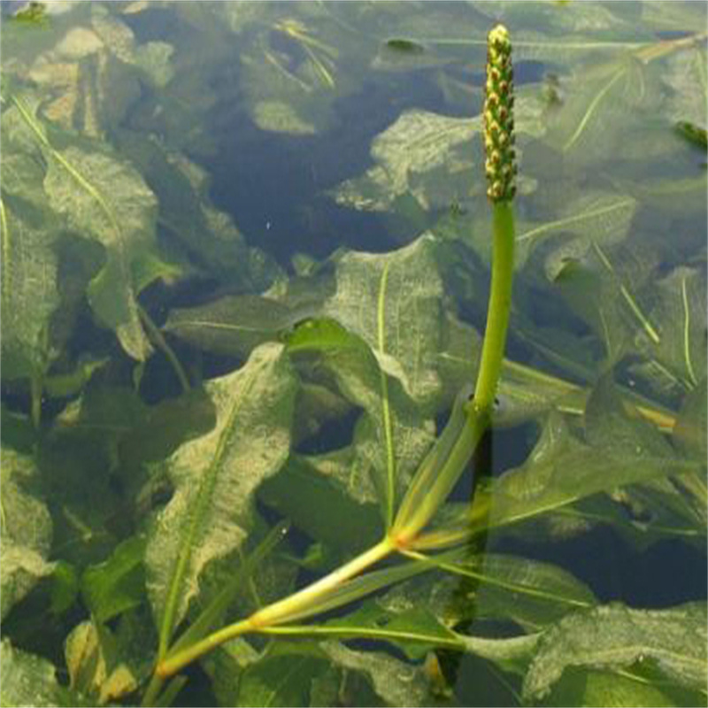 嘉兴海宁苦草_来电咨询