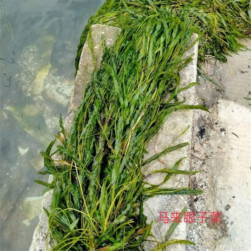 眼子菜合作厂家