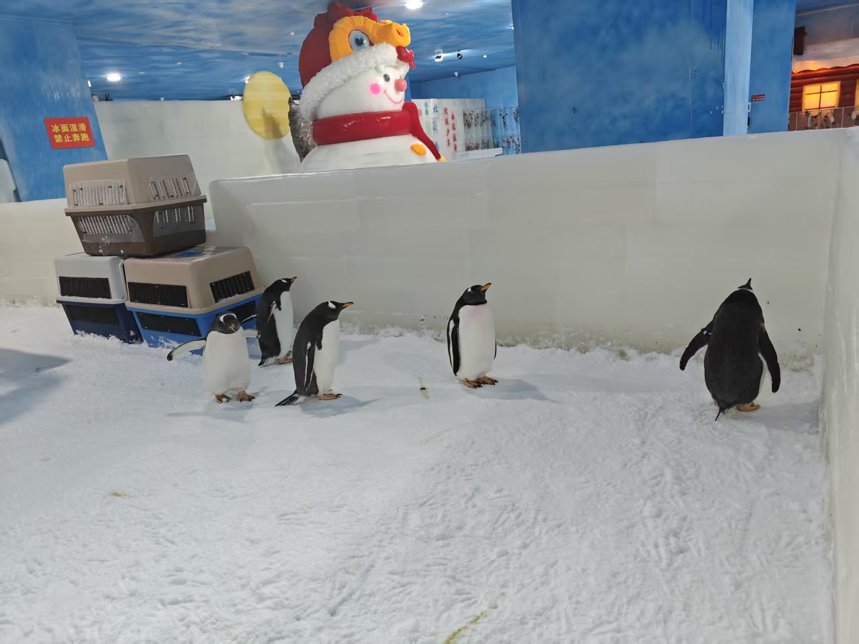 2026##大同新荣萌宠展租赁厂家##有限公司