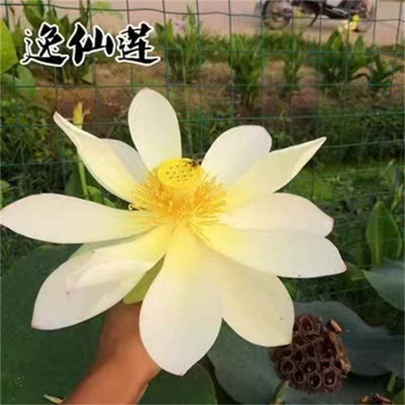 太康荷花苗观赏荷花专业生产厂家