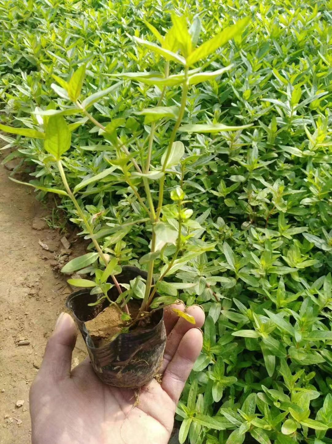 青山湖水生植物莲花种根按需设计