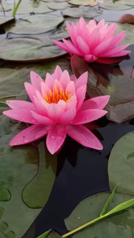 睡莲苗,小型睡莲苗一个起售