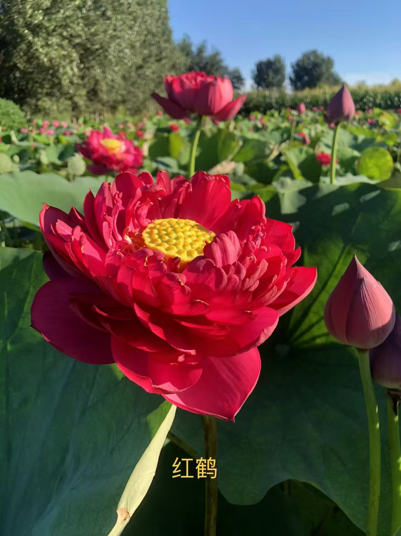 绥江荷花苗莲花小苗专注细节专注品质