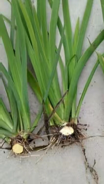 平原水生植物香蒲多年行业经验