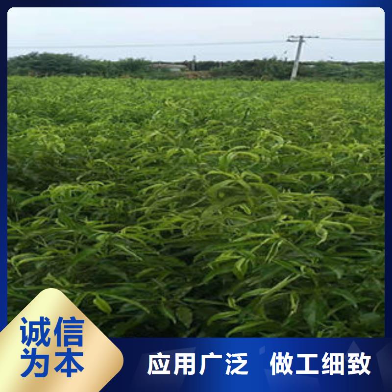 0.9公分种植方法及时间同城生产商