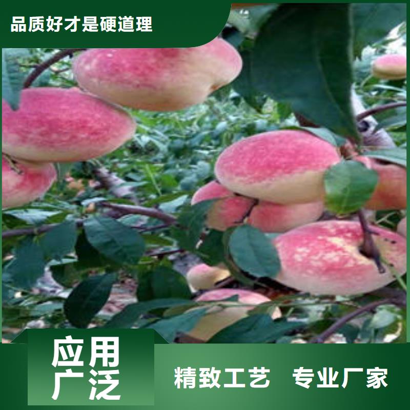 夏甜桃树苗病虫防治同城公司