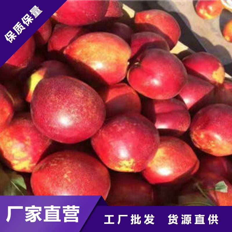 黄金蜜3号桃树苗0.8公分售后无忧