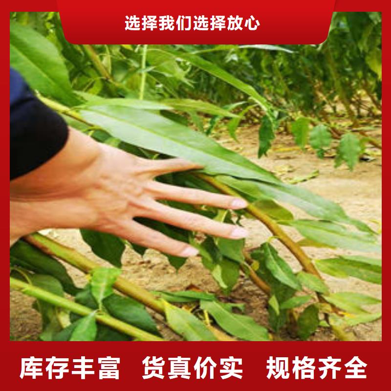 3厘米种植方法附近货源