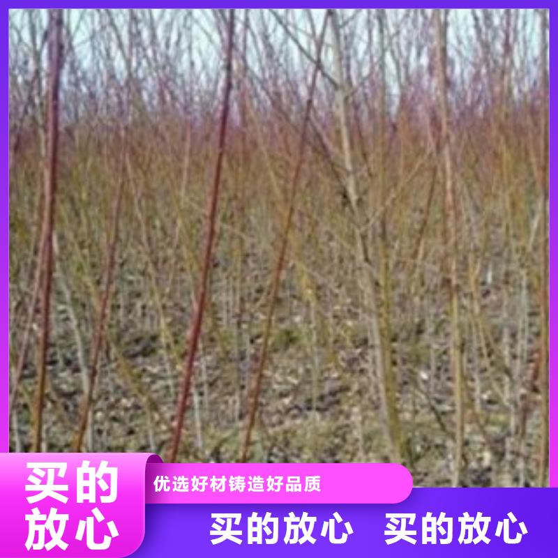 9厘米种植方法及时间同城公司