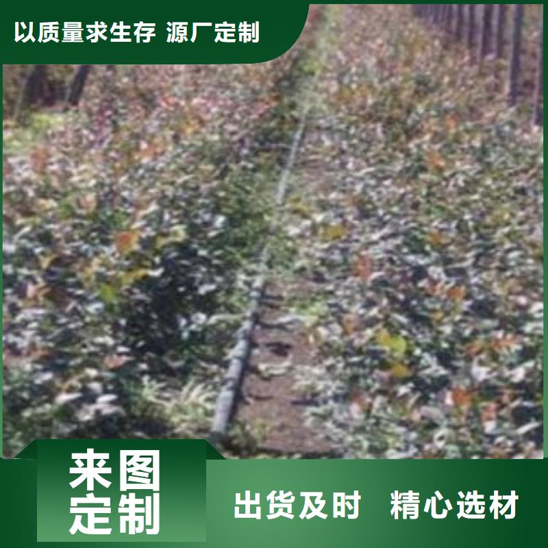 塞拉蓝莓树苗种植技术的图文介绍