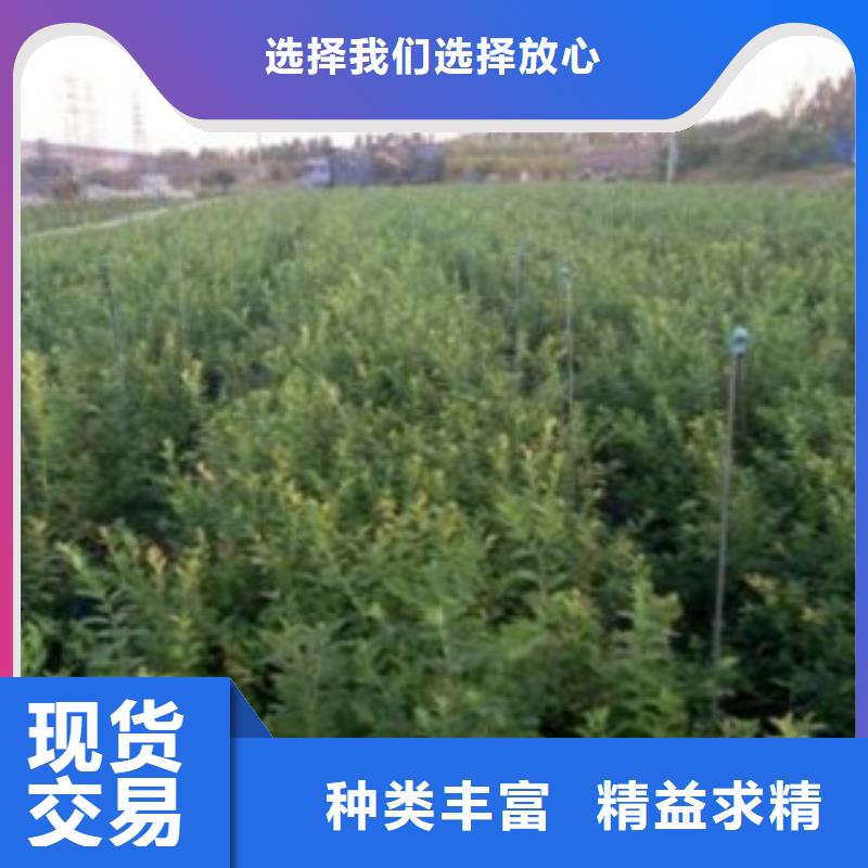 布莱登蓝莓树苗种植技术敢与同行比价格