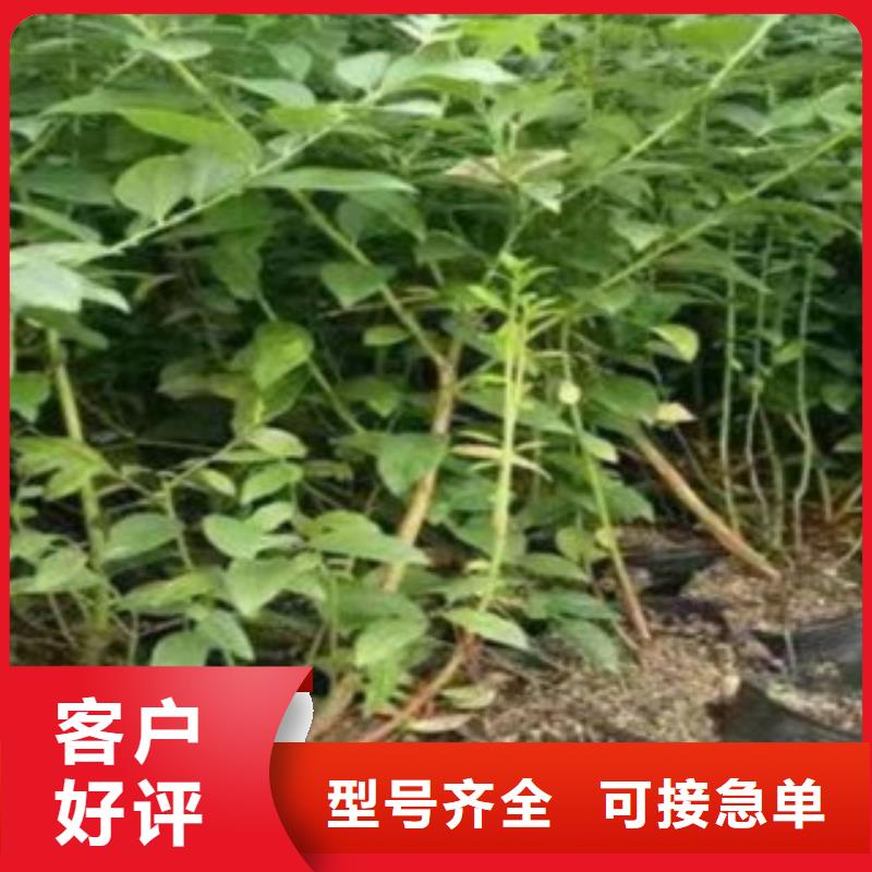 维口蓝莓树苗供应同城生产厂家