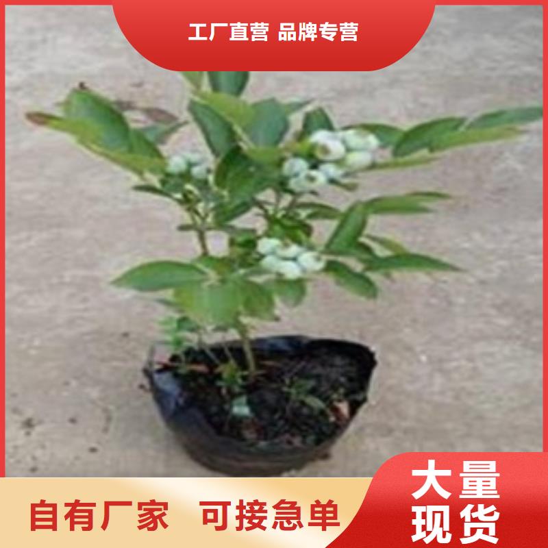 贝克蓝蓝莓树苗种植方法真正让利给买家